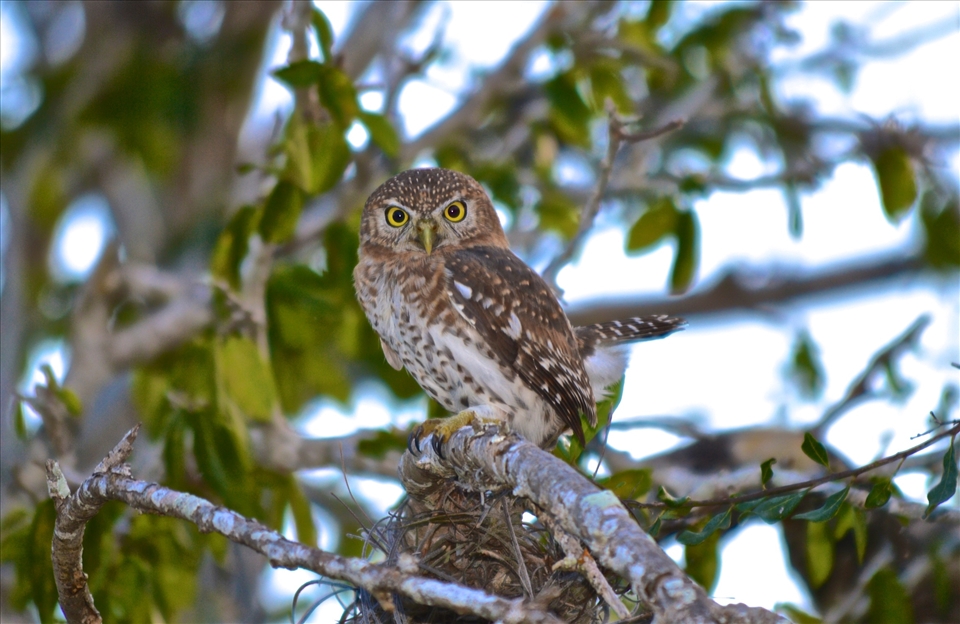 On an early morning hike, I found this Juvenile owl looking for breakfast.