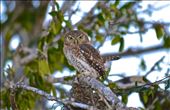 On an early morning hike, I found this Juvenile owl looking for breakfast.: by docbynum, Views[315]