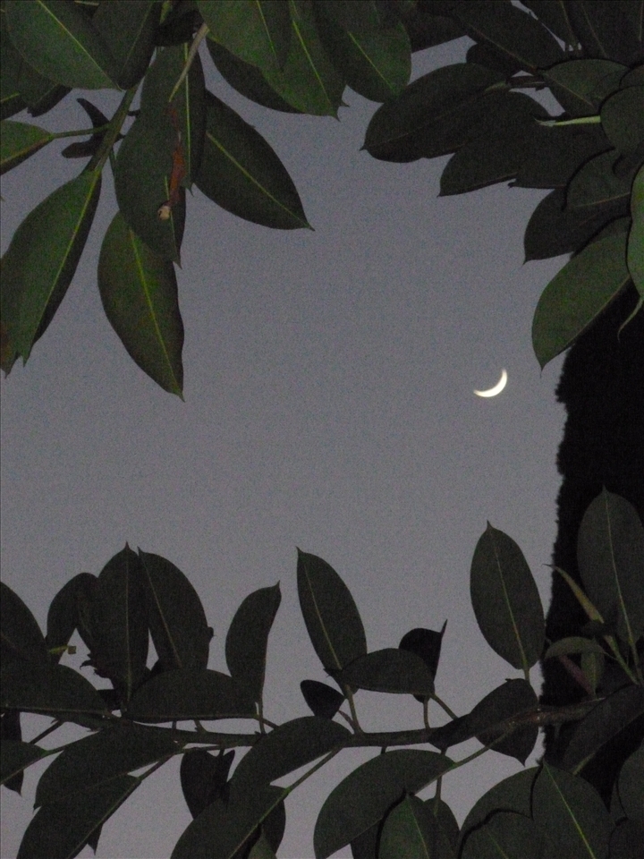 The light of the Moon framed by life in the moment.