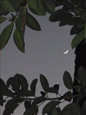 The light of the Moon framed by life in the moment.: by docvalnd, Views[383]