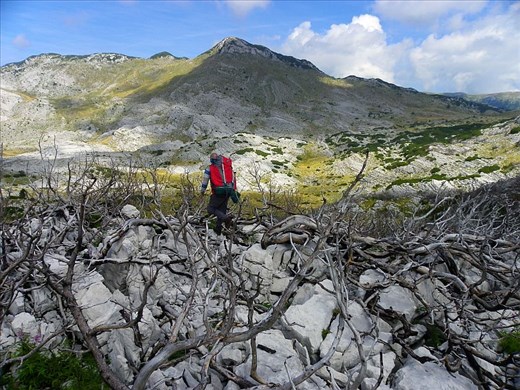 ...and trough the forest destroyed by fire