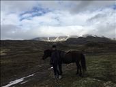 horse pic: by dohnster, Views[210]