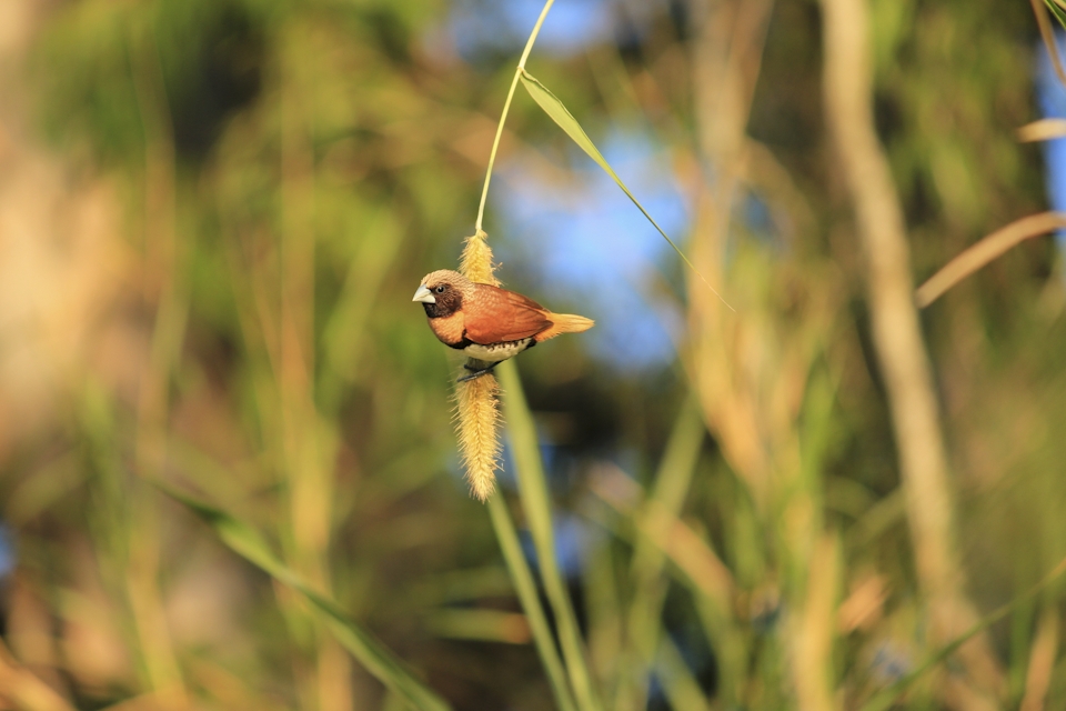 “Last to Leave”  A small group of Chestnut-Breasted Mannikins were balanced on overhanging grass along the riverbank; they are easily disturbed and as I drifted along in my kayak, as predicted they took flight…all except this little guy.  I could hardly breathe as my kayak drifted closer to the bank I was wishing for brakes, but I knew I couldn’t take my eye off the subject. Crashing would have been worth it for this little Mannikin who usually escapes me!
