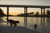 “Look Out Here I Come!” Taking Hazel my 9-month-old Labrador for an afternoon swim in the Pioneer River is always entertaining.  I captured Hazel just as she was about to launch herself on top of my friend.  His look is one of fear as he knows the outcome will be painful.: by dokart, Views[322]