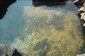 Victorian Rockpool: by dom-h, Views[177]