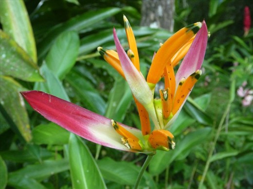 Belizean Bird of Paradise 