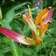 Belizean Bird of Paradise  by: dom-h Views[277]