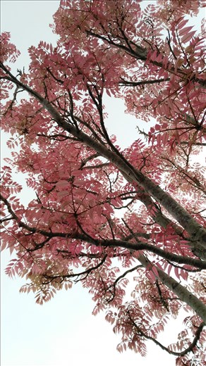 Impressionen... Rosa Blätter!