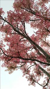 Impressionen... Rosa Blätter!: by domi_info, Views[360]