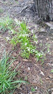 Schneeglöckchen, die noch nie Schnee sahen?: by domi_info, Views[299]