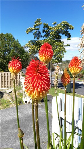 Whangarei, lustige Blume