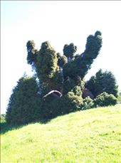 Abgefahrener Baum: by domi_info, Views[568]