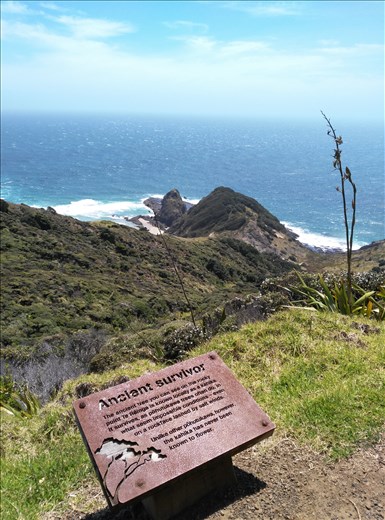 Maori spriit of Cape Reingar.