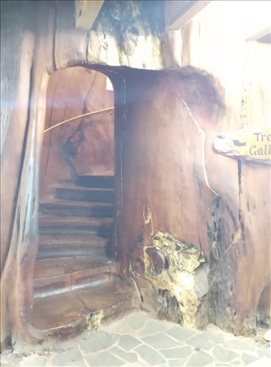 In Kaitaia wachsen die Bäume so groß, da kannst Du Treppen reinbauen!