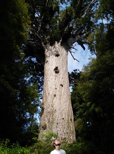 Der größte Kauri-Baum neuseelands! 
