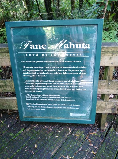 Informationen über Tane Mahuta