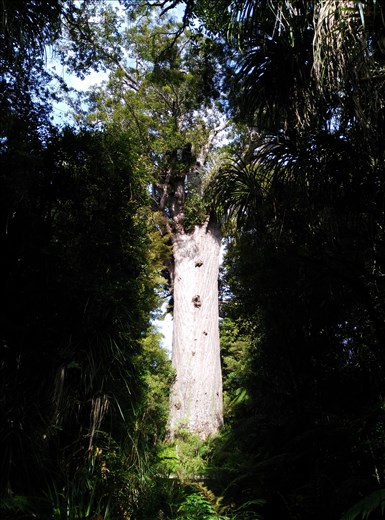 So gigantisch, das in der Baumkrone andere Bäume und Pflanzen wachsen!