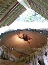 Die Omas sitzen auf einem gefällten Kauri-Stamm! !RIESIG!: by domi_info, Views[277]