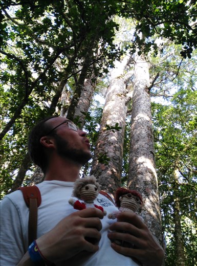 Ein paar Kauri Bäume bestaunen... Die Größten sind heilig.