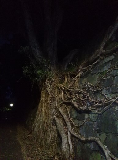 Zurück in Auckland. Wurzeln bei Nacht... Gruselig, Buuhhhh