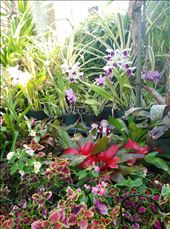 Blumenhaus in Auckland: by domi_info, Views[279]