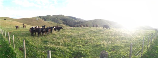 Kühe kannst Du hier überall beobachten... Aufjedenfall beobachten SIE DICH!