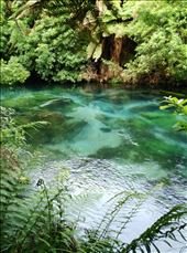 Die Blue Springs in der Nähe von Tokoroa, wir fuhren Richtung Lake Taupo: by domi_info, Views[498]