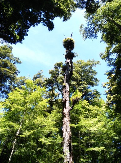 Urwald, Toter Baum - neuer Lebensraum