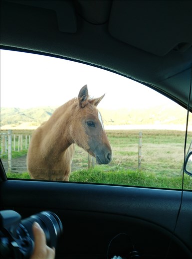 Auf zum East Cape, die Straße ist Weideland