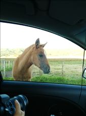 Auf zum East Cape, die Straße ist Weideland: by domi_info, Views[299]