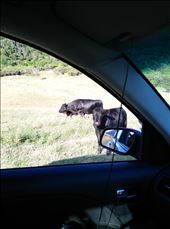 Auf zum East Cape, die Straße ist Weideland 2: by domi_info, Views[242]