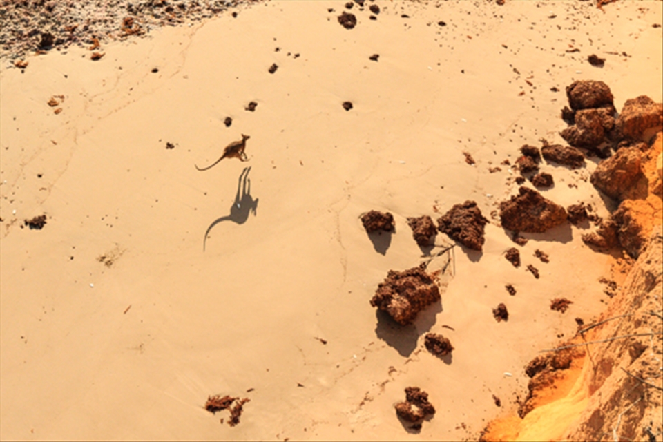 Chasing Wallabys from the air