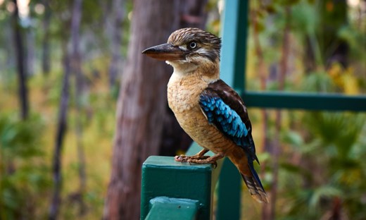 Cookie the Bluewing Kookaburra