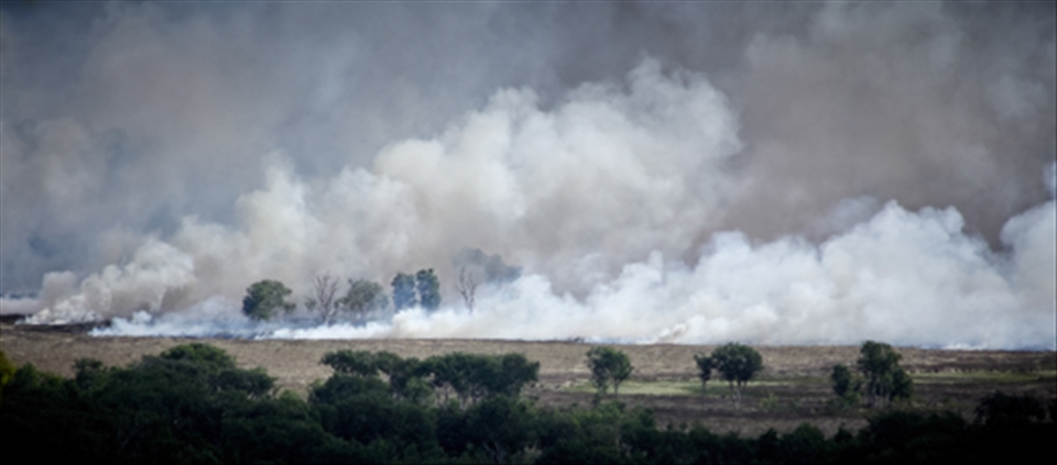 Fire birds circle as the bushfire rages
