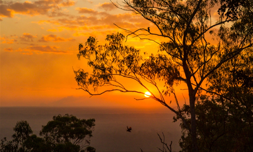Kookaburra Sunset