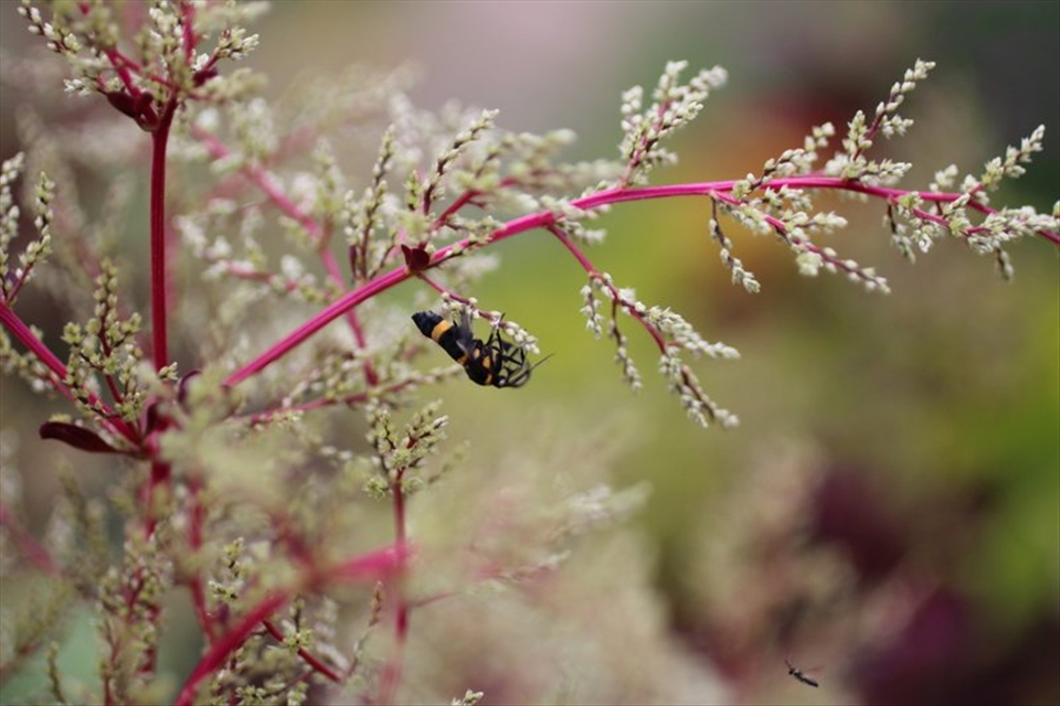 Not every plant that is intoxicatingly beautiful has to be illegal.
