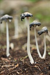 Psychedelic mushrooms are also one of the export goods of hill tribe people. : by dominika, Views[374]