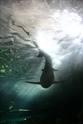 a shilouette of a shark in Sydney aquarium: by donaldsuhartanto, Views[304]