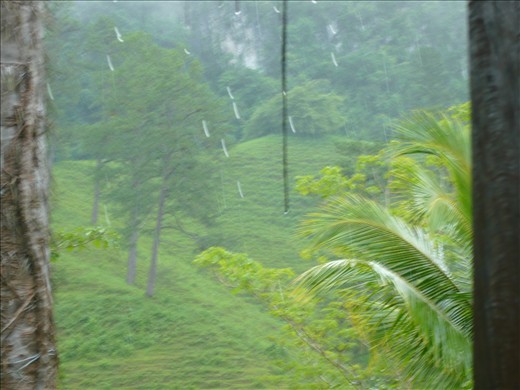 You'd think this is the jungle...