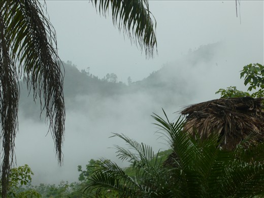 Rumble in the Jungle?