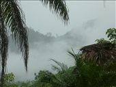Rumble in the Jungle?: by donkosarev, Views[220]