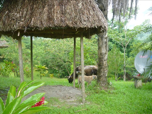 Cows grazing peacefully next to reception, no biggy, didn't see it the next day.