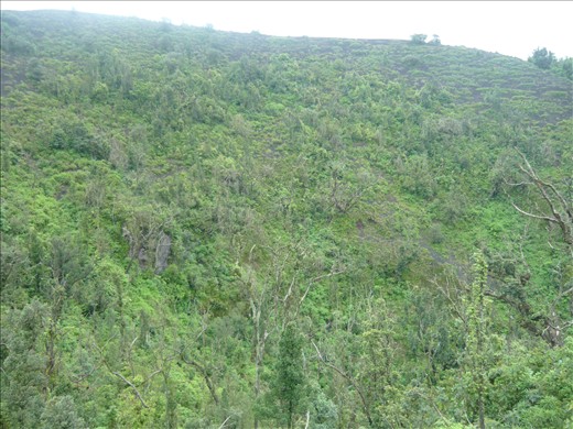 Jungle at the bottom of a neighbouring crater.