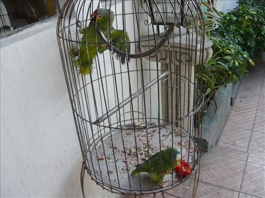 Parrots at Casa Argentina.