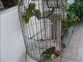 Parrots at Casa Argentina.: by donkosarev, Views[184]