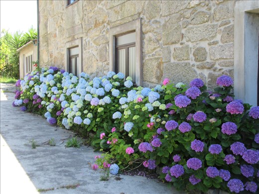 hydrangeas Chafe Port