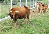 Long Horns: by donna_jeff, Views[195]