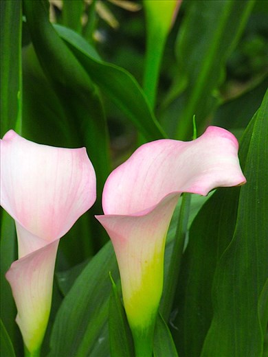 Pink Calle Lily Pontesampaio SP