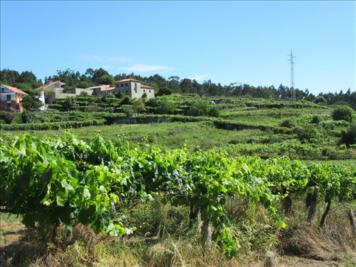 vineyard Belinho Port