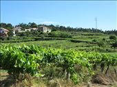 vineyard Belinho Port: by donna_jeff, Views[308]